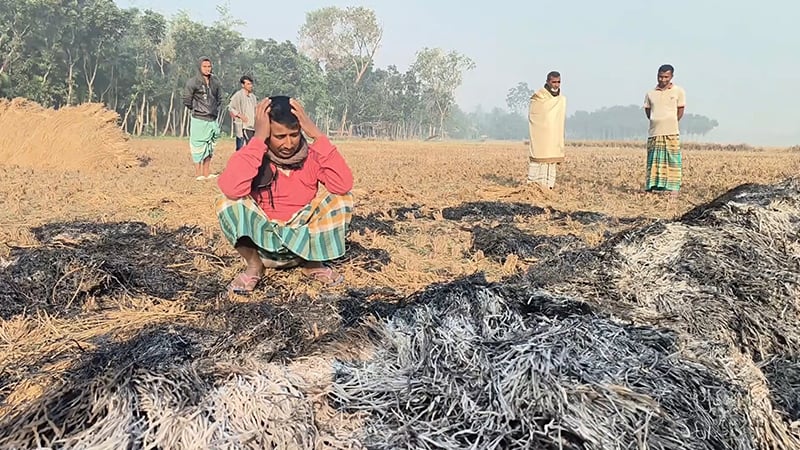 কুষ্টিয়ায় কৃষকের ধানে আগুন দিল দুর্বৃত্তরা