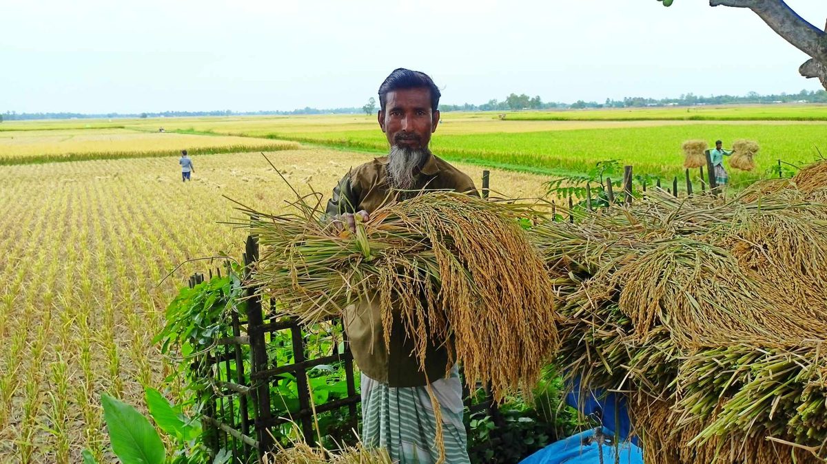 দেবীগঞ্জে বোরো ধানের বাম্পার ফলন, শঙ্কায় কৃষক