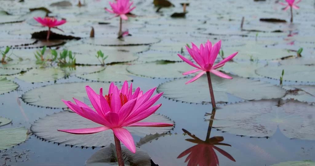 শাপলা তুলতে গিয়ে প্রাণ গেল দুই শিশুর
