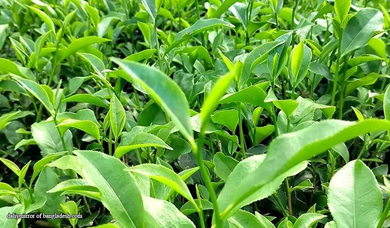 চায়ের বাজারে চালবাজি,রাজস্ব হারাচ্ছে সরকার !
