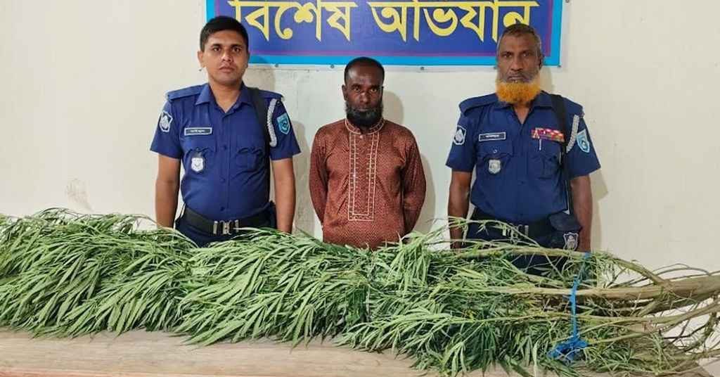 অভিনব পদ্ধতিতে গাঁজা চাষ,২০ কে‌জি ওজনের গাছসহ আটক ১