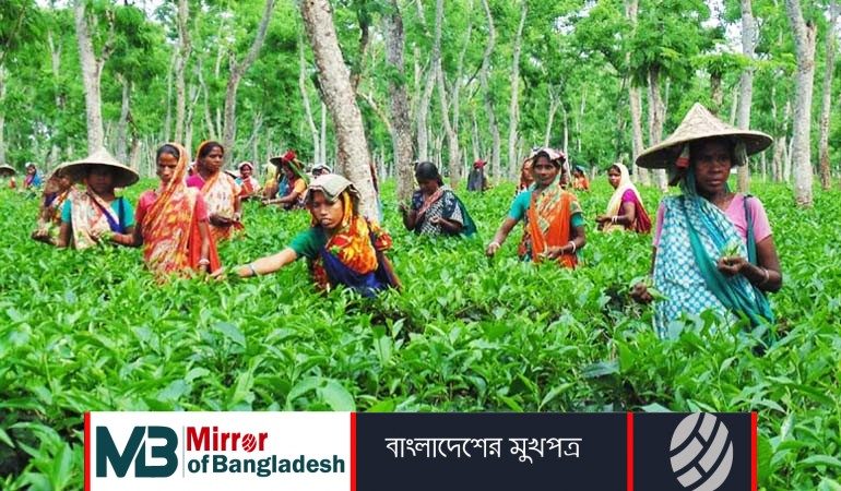 চা শ্রমিকদের দৈনিক মজুরি ১৭০ টাকা নির্ধারণ