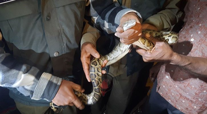 লোকালয় থেকে ৪ফুটের অজগর উদ্ধার