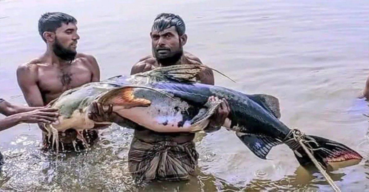 জেলের জালে ধরা পড়ল ৪৭ কেজির বাঘাইড়