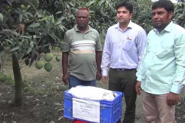 ইউরোপে যাচ্ছে দিনাজপুরের আম