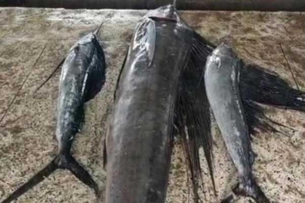 জেলের জালে ৬০ কেজি ওজনের পাখি মাছ!