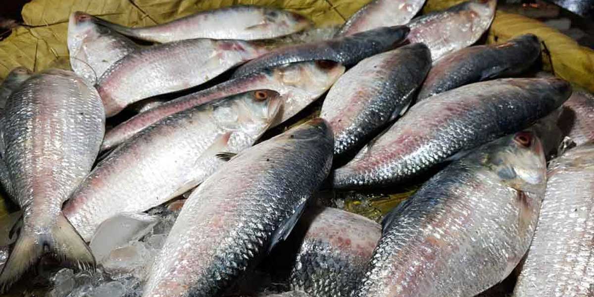 প্রথম চালানে ভারতে গেল ১৮ মেট্রিক টন ইলিশ