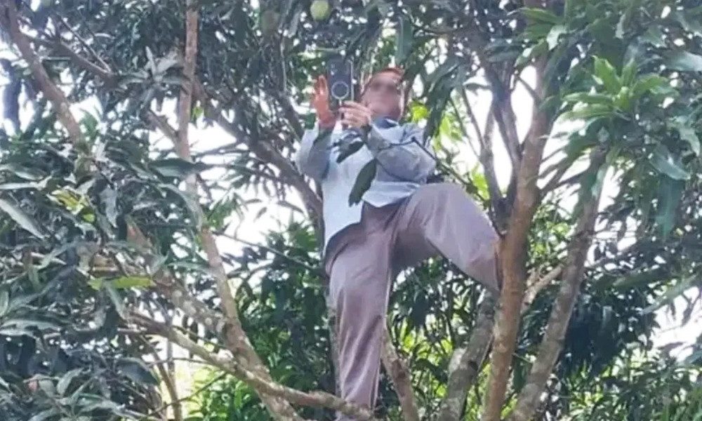 নেটওয়ার্কের সন্ধানে আমগাছে উঠে অনলাইনে হাজিরা দিলেন শিক্ষক