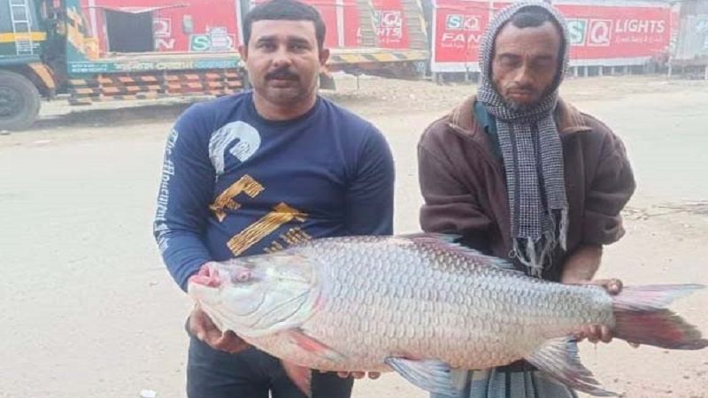 জেলের জালে ধরা পড়লো ১৯ কেজির কাতল