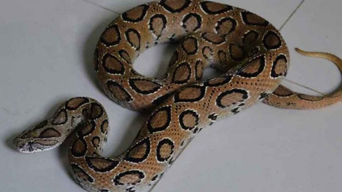 রাসেলস ভাইপার সাপের আতঙ্কে খোকসার চরাঞ্চলবাসী