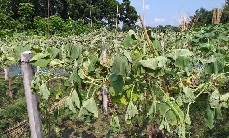 লাউ গাছের সঙ্গে এ কেমন শত্রুতা!