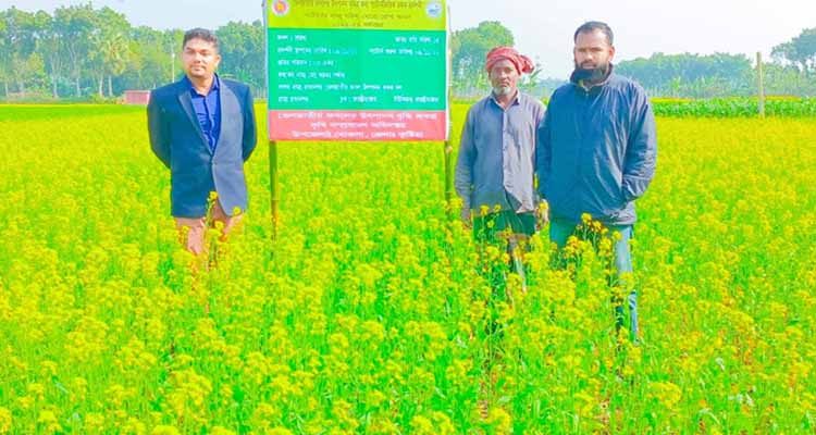 খোকসায় সরিষার বাম্পার ফলন, কৃষকের মুখে হাসি