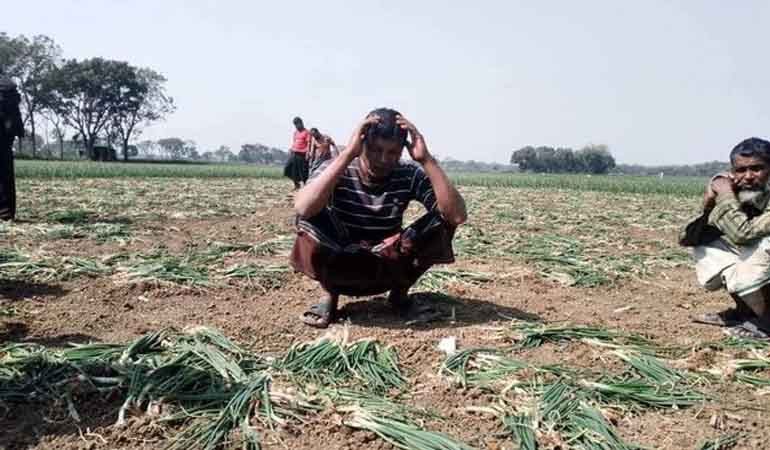 রাতের আঁধারে কৃষকের ১২ কাঠা জমির পেঁয়াজ তছরুপের অভিযোগ
