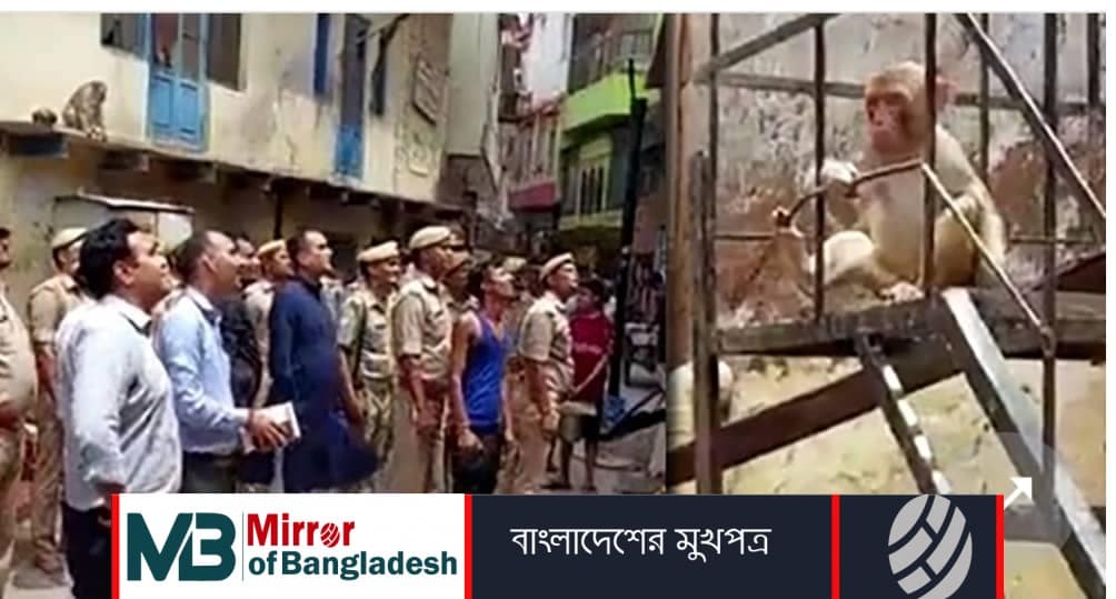 ম্যাজিস্ট্রেটের চশমা ছিনতাই করল বানর, খাবার দেওয়ার চুক্তিতে ফেরত