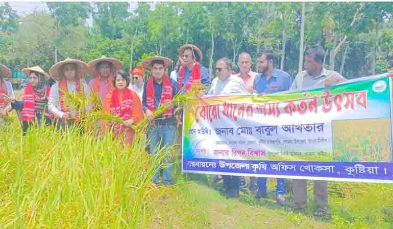 খোকসায় বোরো ধানের শস্য কর্তন উৎসব,খুশির দুলুনি কৃষকের প্রাণে
