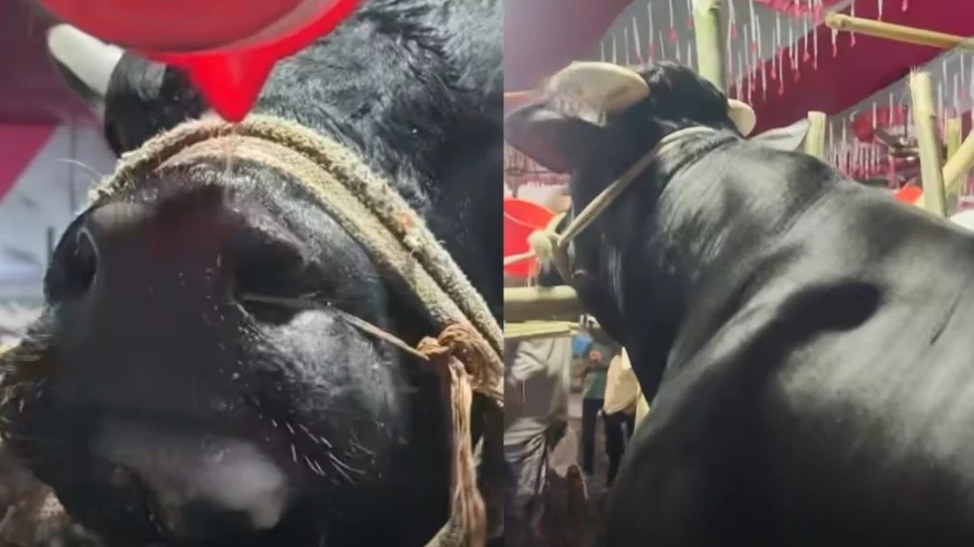 খায় আর বেশি চিল্লায়, নাম তার ‘নাসীরুদ্দীন পাটওয়ারী’