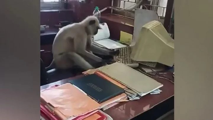 মানুষ নয়,কম্পিউটার চালাল বানর, ভিডিও ভাইরাল