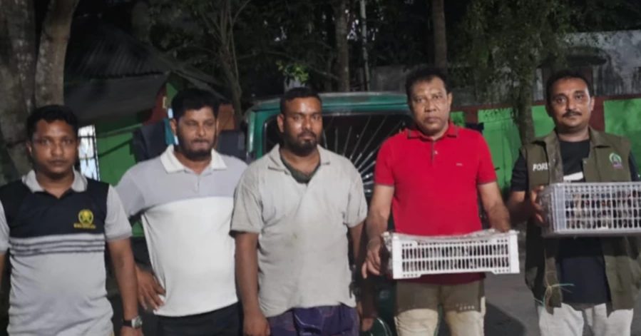 কুষ্টিয়ায় ৪০ দেশী শালিক পাখি উদ্ধার