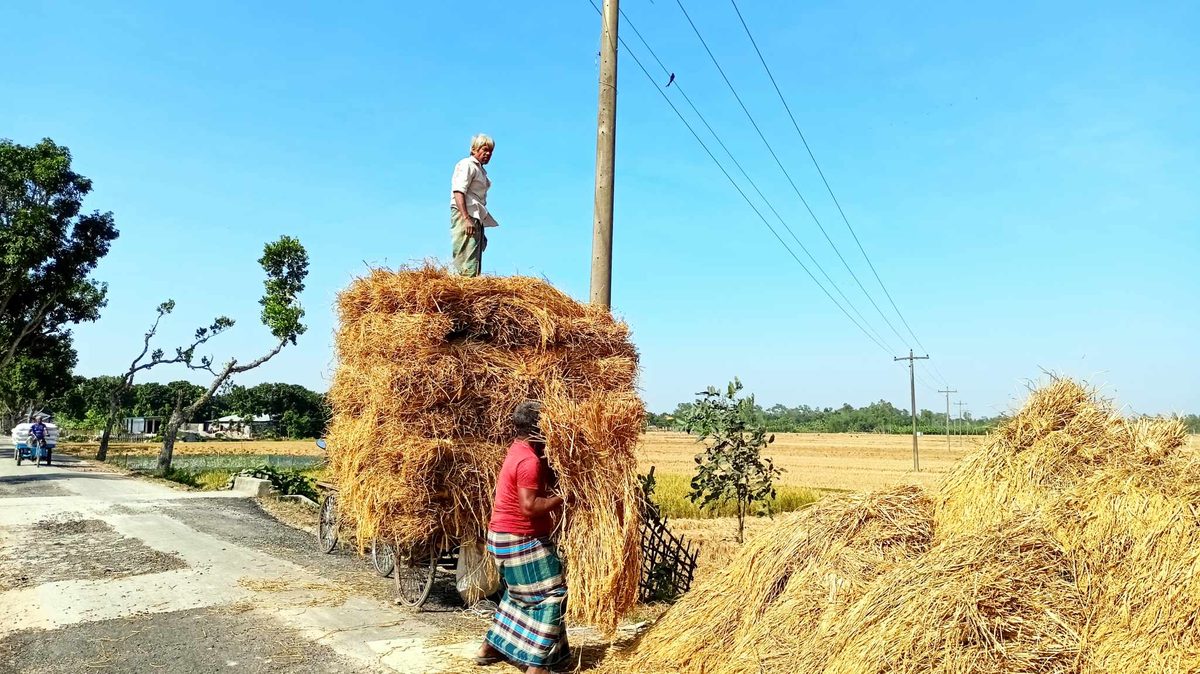 দেবীগঞ্জে আমন ধানের বাম্পার ফলন, ফসল ঘরে তুলতে ব্যস্ত কৃষকেরা