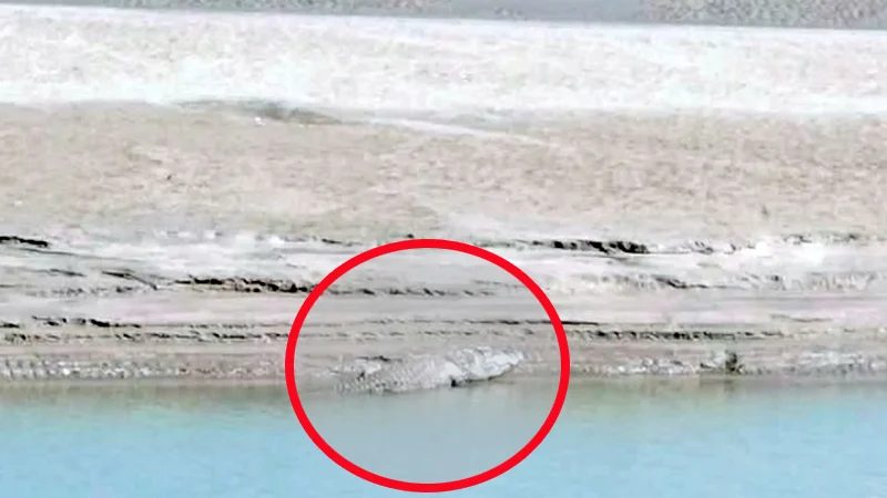 কুষ্টিয়ার গড়াই নদীতে কুমির আতঙ্ক