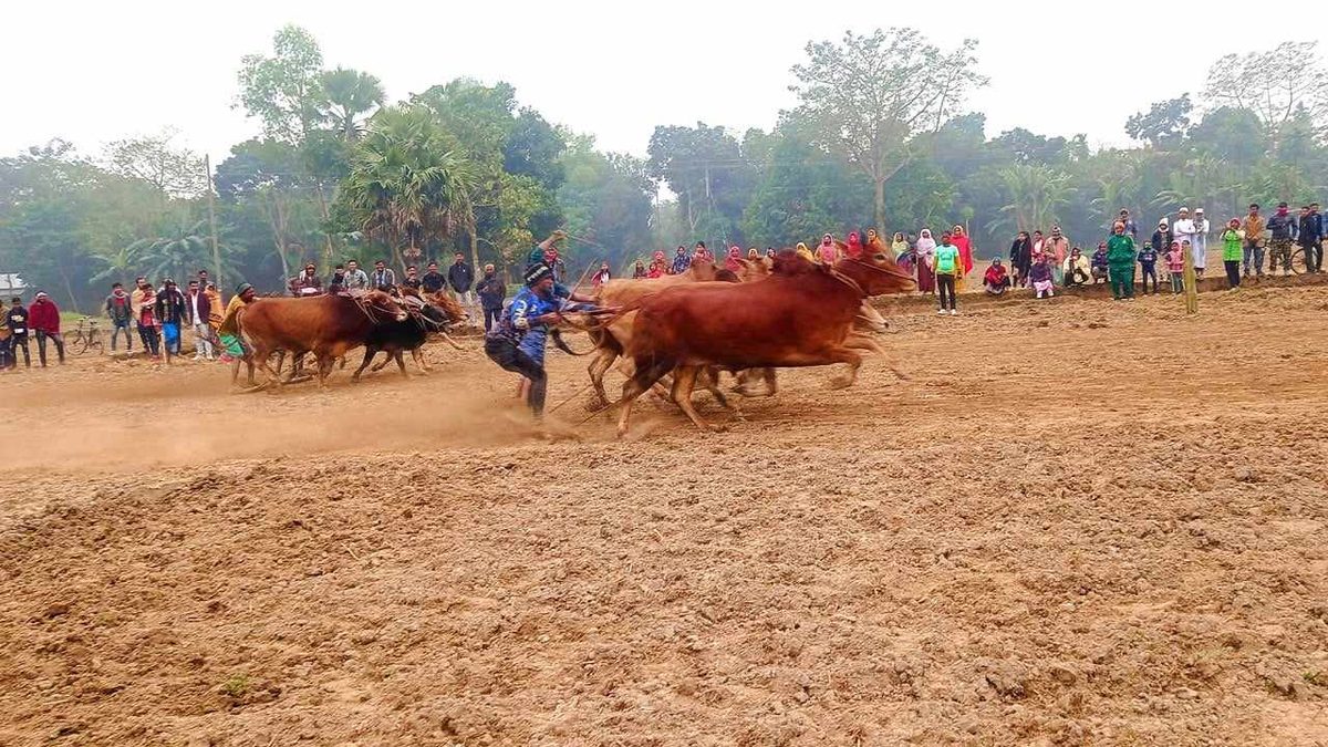 জামালপুরে ঐতিহ্যবাহী ষাড়-গরুর মইদৌড় দেখতে মানুষের ঢল