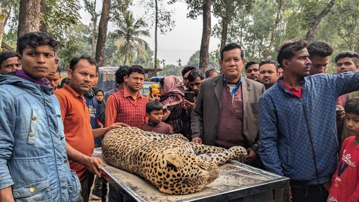 আস্ত গরু ‘খাওয়া’ চিতা বাঘের মরদেহ মিলল নদীতে