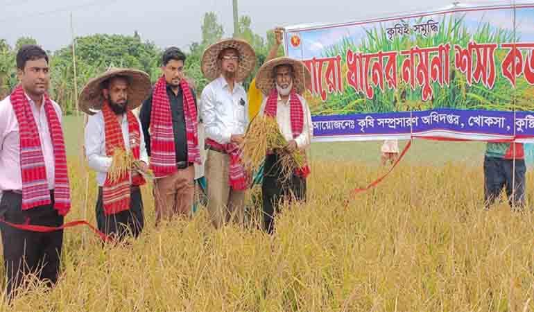 খোকসায় বোরো ধানের বাম্পার ফলন