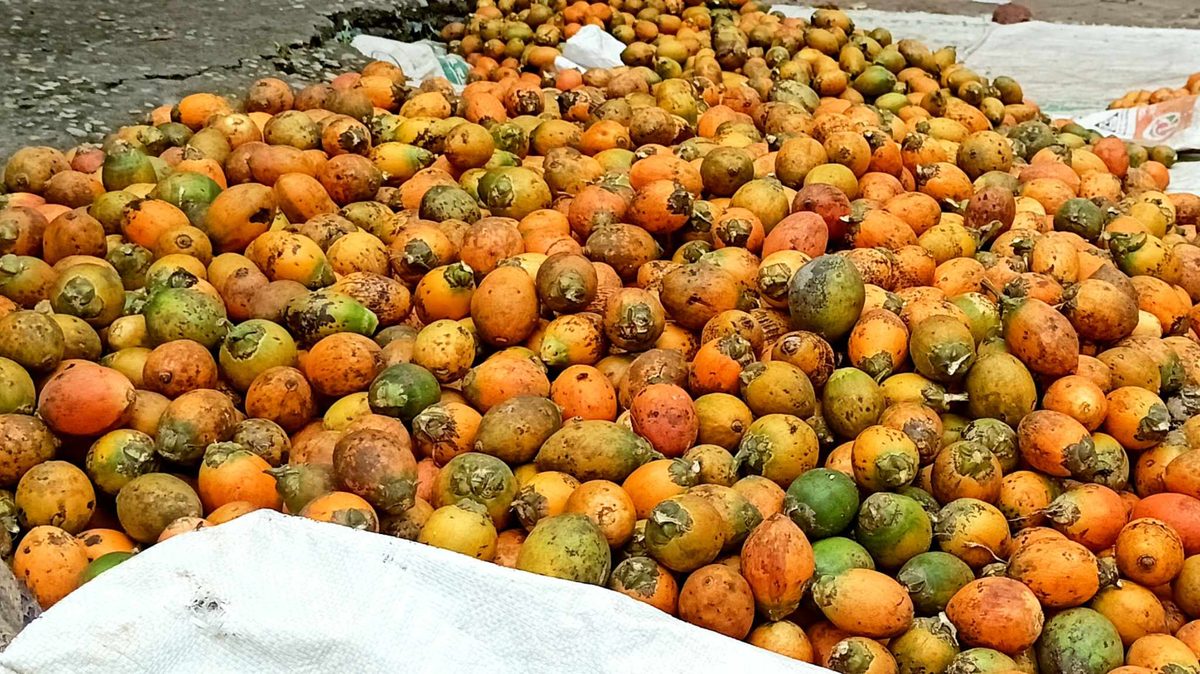 দেবীগঞ্জে পাইকারি বাজারে বেড়েছে সুপারির দাম