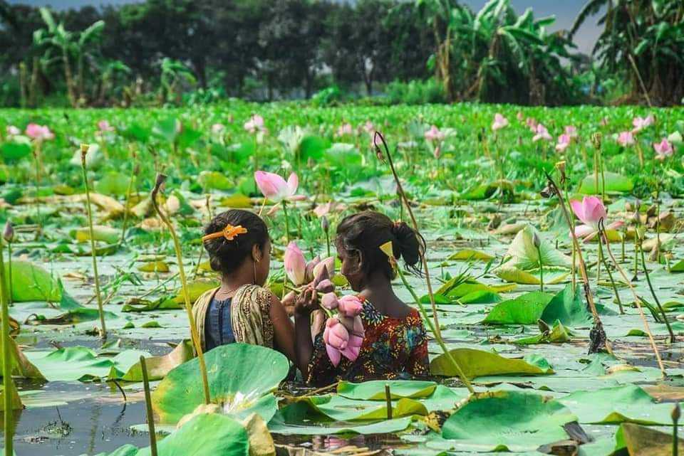 তাড়াইলে পদ্মবিলে ছুটছেন সৌন্দর্য প্রেমীরা