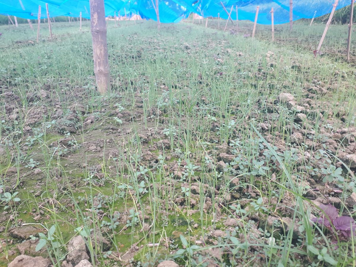 গ্রীষ্মকালীন পেঁয়াজের বাম্পার ফলনের সম্ভাবনা