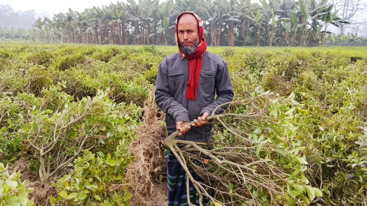 জমি দখলে নিতে উপড়ে ফেলা হলো ৩ হাজার চা গাছ
