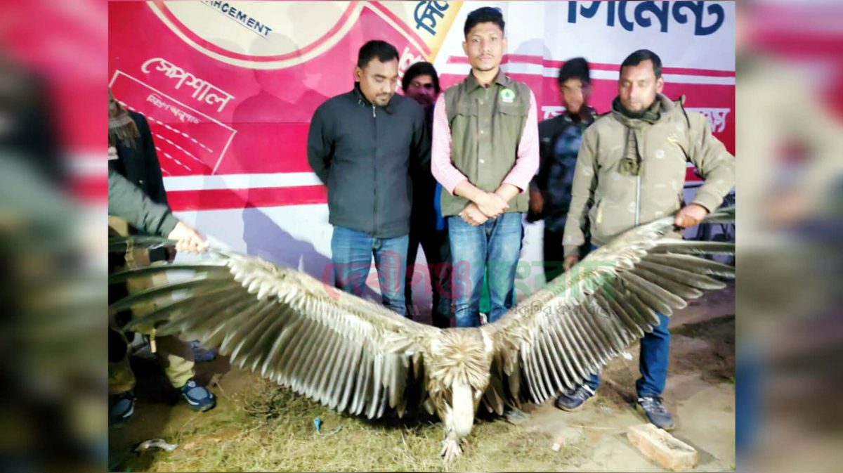 দেবীগঞ্জে বিরল প্রজাতির হিমালয়ান শকুন উদ্ধার