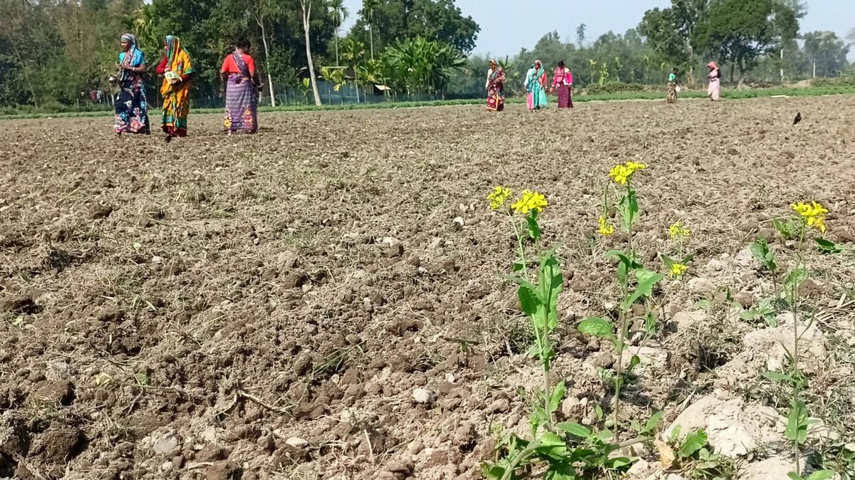 দেবীগঞ্জে সরিষার ক্ষেত নষ্ট করে জমি দখলের অভিযোগ