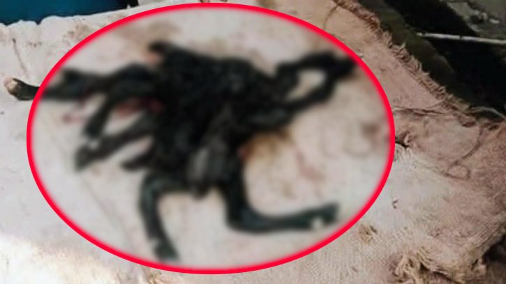 অস্ত্রোপচারে ছাগলের ৮ পায়ের বাচ্চার জন্ম!