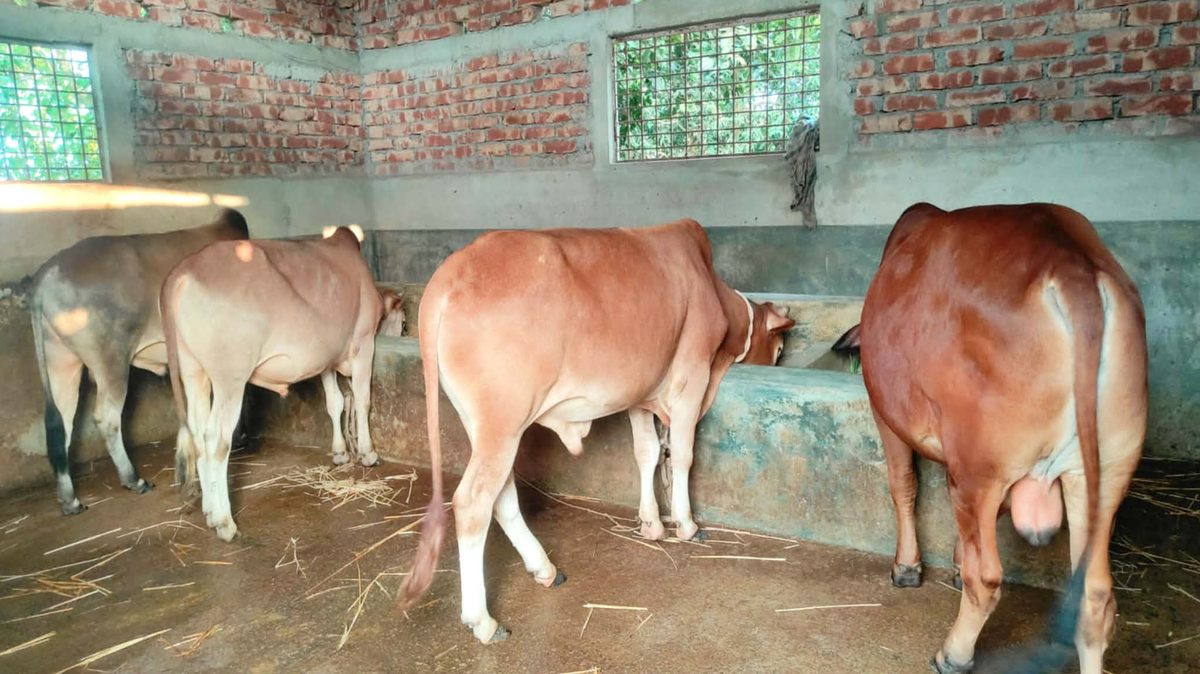 দেবীগঞ্জে কোরবানির জন্য প্রস্তুত ২৩ হাজারের বেশি গবাদিপশু