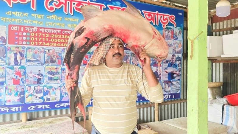 পদ্মার ৪২ কেজির বাঘাইড় ৭৫ হাজারে বিক্রি