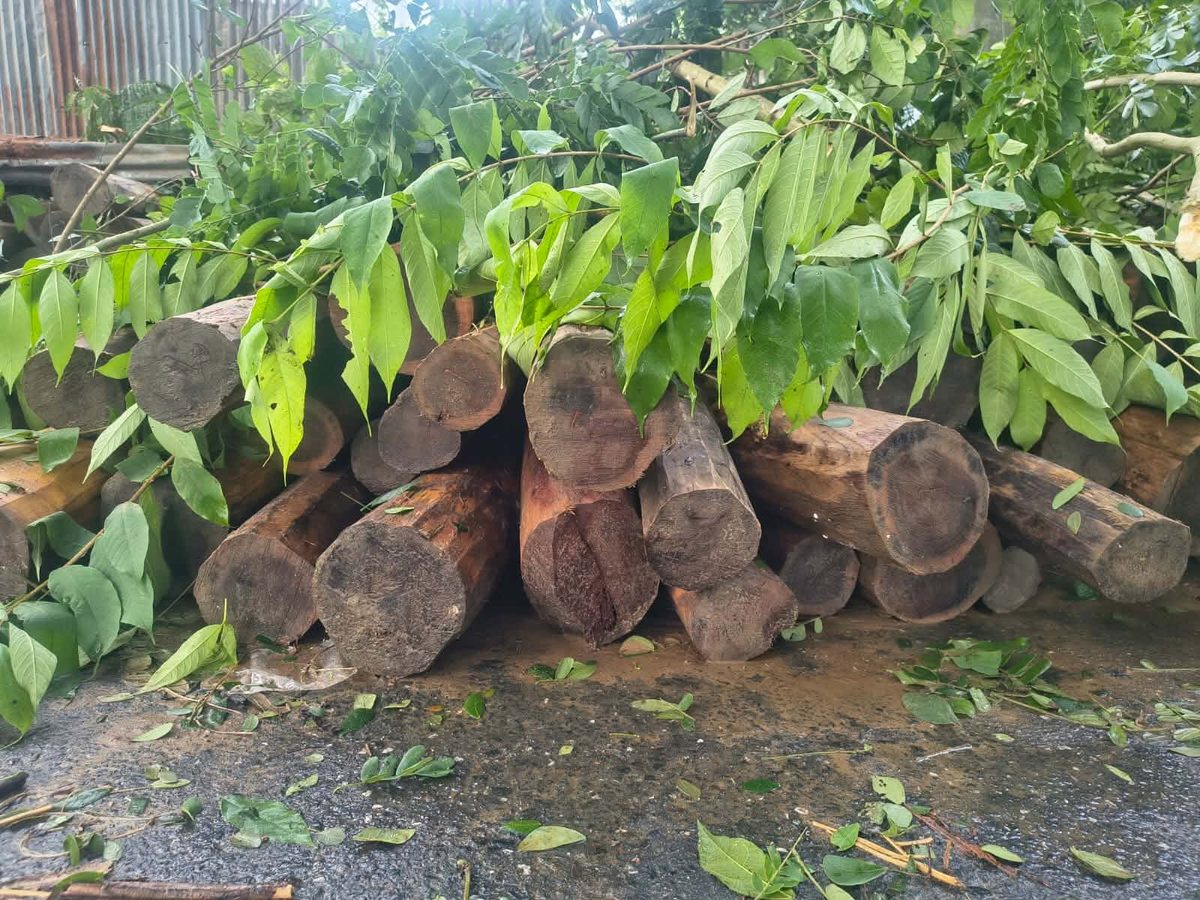বান্দরবানে সেনা অভিযানে প্রায় ১৫ লাখ টাকার অবৈধ কাঠ জব্দ