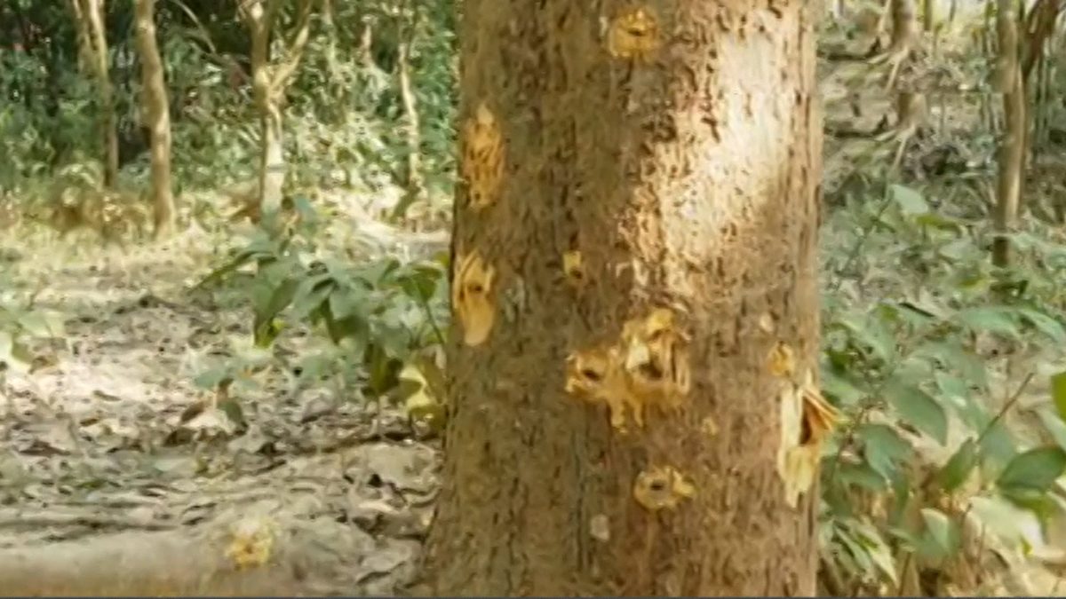 ঘুমধুম সীমান্তে পড়েছে আরেকটি মর্টারশেল, আতঙ্ক বাড়ছে সীমান্তে