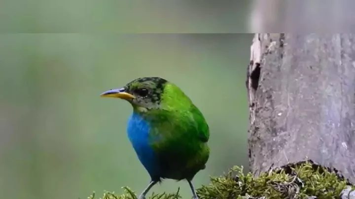 যে পাখির শরীরের অর্ধেক স্ত্রী–অর্ধেক পুরুষ!