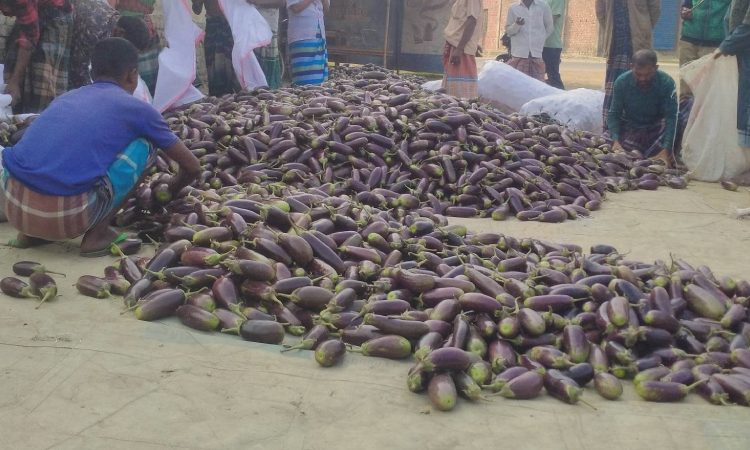 সপ্তাহের ব্যবধানে বেগুনের দাম দ্বিগুণ