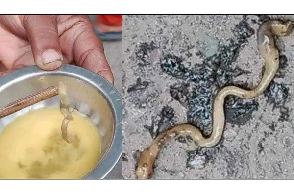 ‘হাঁসের ডিমের’ ভেতর ‌‘সাপের বাচ্চা’