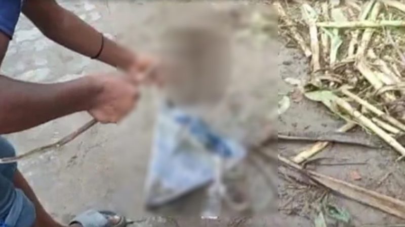 ‘রাসেলস ভাইপার’ মেরে ব্যাগে ভরে বাড়ি আনল দুই শিশু