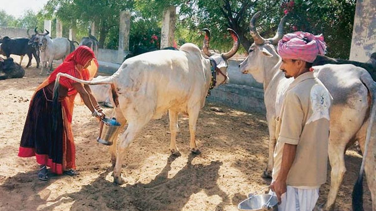 ভারতে গোমূত্র কিনছে সরকার, লিটারপ্রতি ২০ রুপি