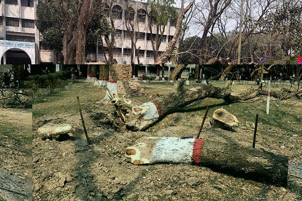 ইবিতে মুক্ত মঞ্চ তৈরির জন্য কাটা হচ্ছে গাছ