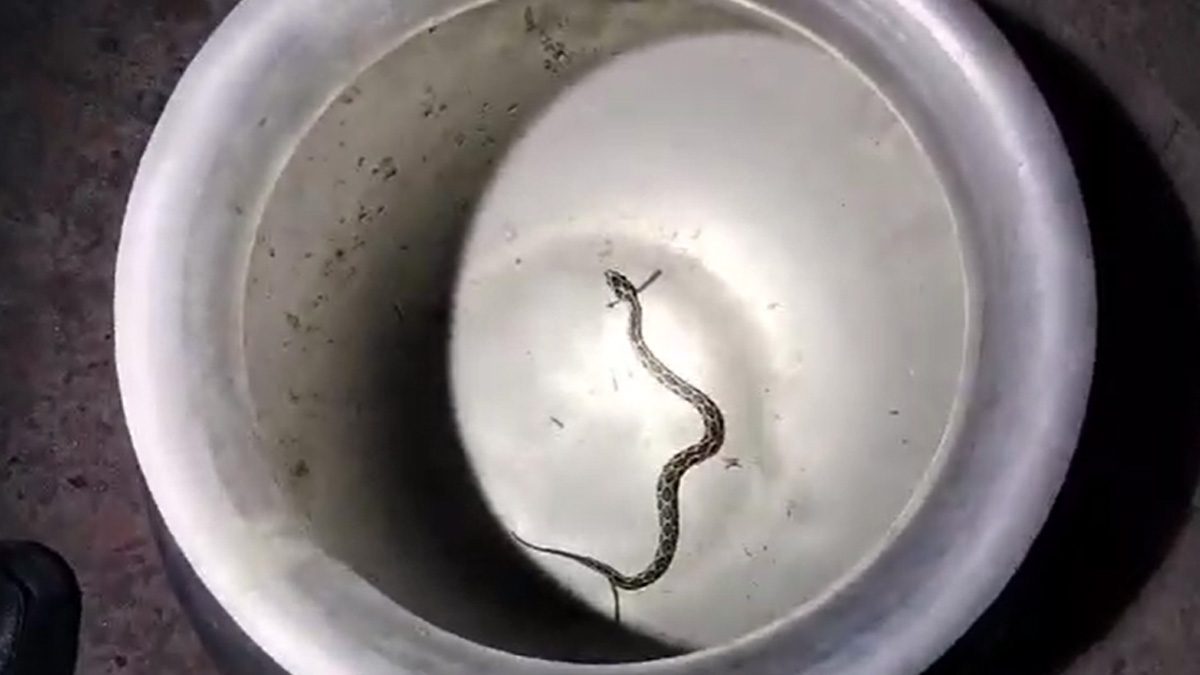 পুরস্কারের আশায় জীবিত রাসেলস ভাইপার নিয়ে প্রেসক্লাবে যুবক