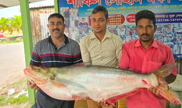 পদ্মার এক ঢাই মাছ ১ লাখ ৪ হাজারে বিক্রি