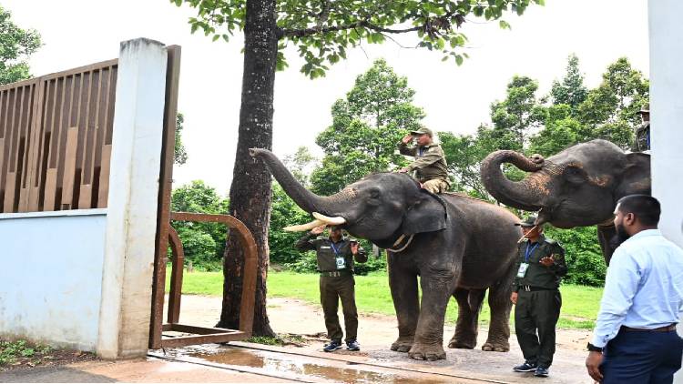 প্রধানমন্ত্রীকে সালাম দিয়ে অভ্যর্থনা জানালো হাতি
