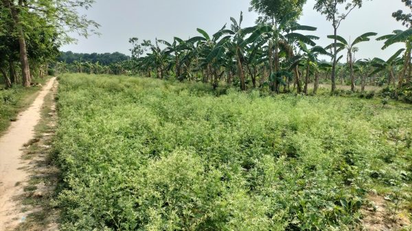 খোকসায় প্রাণঘাতী পার্থেনিয়ামের ভয়ংকর বিস্তার