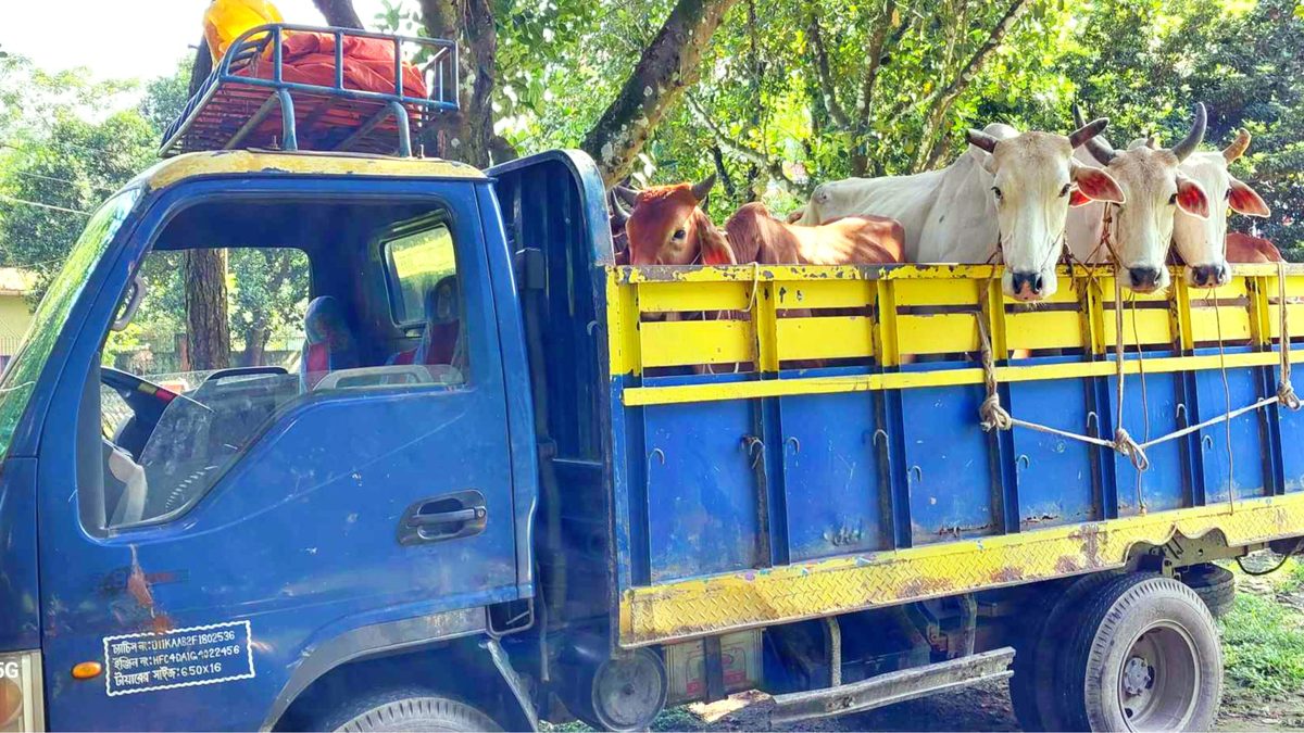 দেবীগঞ্জে অবৈধপথে আসা ভারতীয় গরুসহ ৪ জন গ্রেফতার