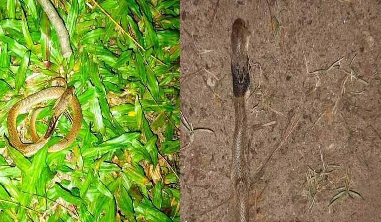 বেরোবিতে বাড়ছে বিষাক্ত সাপের উপদ্রব, আতঙ্কে শিক্ষার্থীরা
